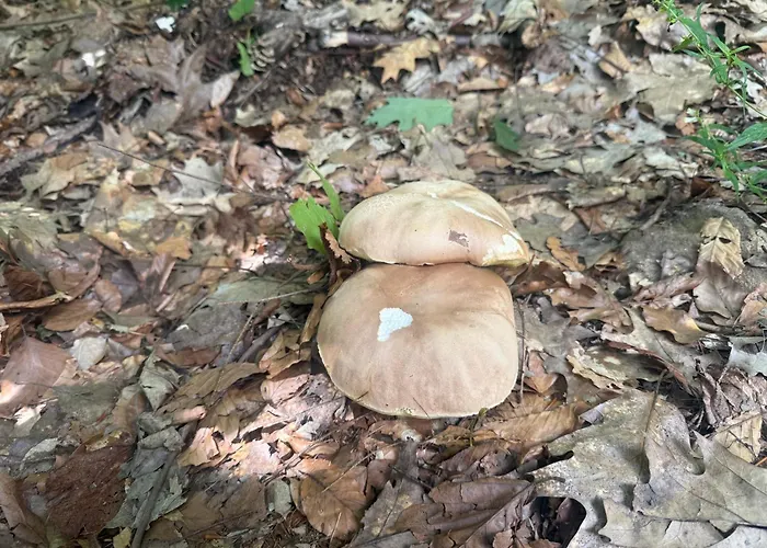 Na Skraju Lasu Cisiec